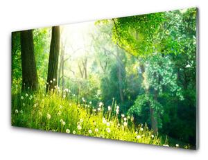 Obraz Akrylowy Łąka Natura Roślina