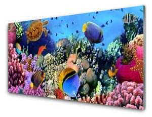 Panel Kuchenny Rafa Koralowa Natura