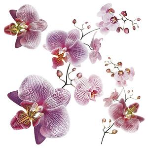 Naklejka Orchids, 30 x 30 cm