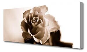 Obraz na Płótnie Róża Kwiat Roślina