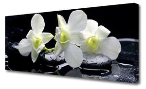 Obraz na Płótnie Kwiat Storczyk Biały