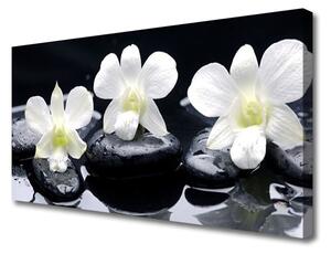Obraz na Płótnie Orchidea Kamienie Roślina