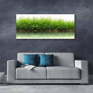 Obraz na Płótnie Trawa Natura Roślina