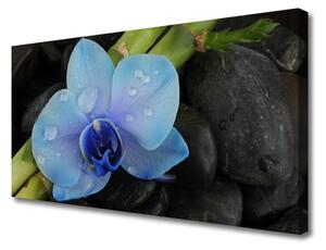 Obraz na Płótnie Kwiat Kamienie Roślina