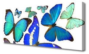 Obraz na Płótnie Motyle Natura
