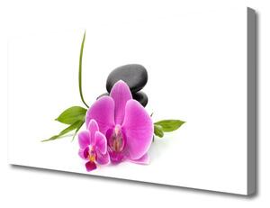 Obraz Canvas Kwiat Kamienie Roślina