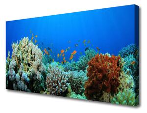 Obraz Canvas Rafa Koralowa Natura