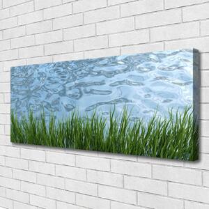 Obraz Canvas Trawa Woda Przyroda