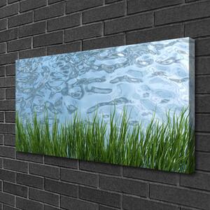Obraz Canvas Trawa Woda Przyroda