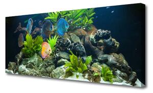 Obraz Canvas Ryba Akwarium Natura