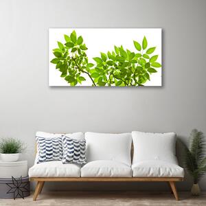 Obraz Canvas Gałąź Liście Roślina Natura