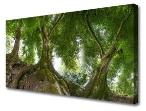 Obraz Canvas Drzewa Roślina Natura