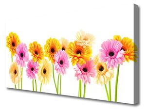 Obraz Canvas Kwiaty Kolorowe Gerbery