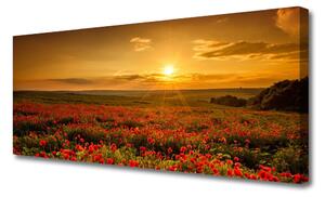 Obraz Canvas Pole Maki Zachód Słońca Łąka