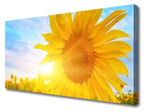 Obraz Canvas Słonecznik Kwiat Słońce