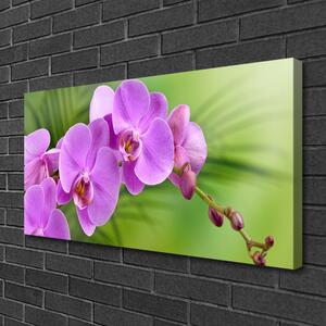 Obraz Canvas Storczyk Orchidea Kwiaty