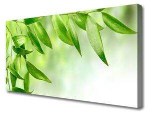 Obraz Canvas Zielone Liście Natura