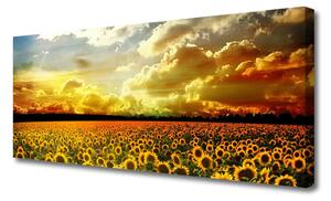 Obraz Canvas Pole Słoneczników Krajobraz