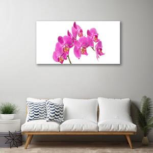 Obraz Canvas Orchidea Kwiaty Natura