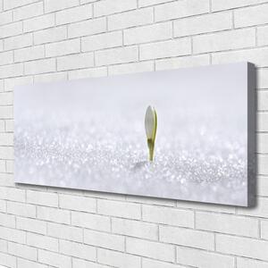 Obraz Canvas Przebiśnieg Śnieg Zima