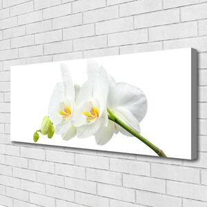 Obraz Canvas Płatki Kwiat Biały Storczyk