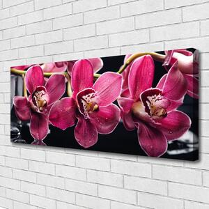 Obraz Canvas Kwiaty Orchidea Pędy Natura