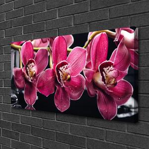 Obraz Canvas Kwiaty Orchidea Pędy Natura