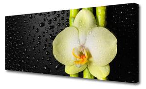 Obraz Canvas Bambus Kwiaty Orchidea
