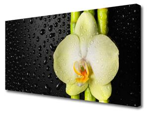 Obraz Canvas Bambus Kwiaty Orchidea