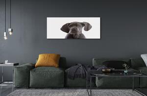 Obraz na szkle Brązowy pies