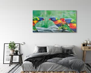 Obraz na szkle Kolorowe papugi drzewo