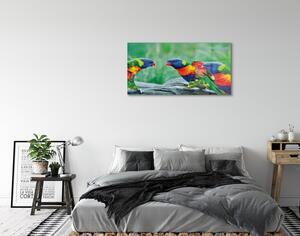 Obraz na szkle Kolorowe papugi drzewo