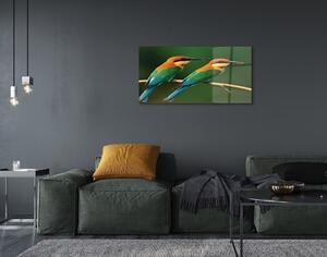 Obraz na szkle Kolorowe papugi na gałęzi