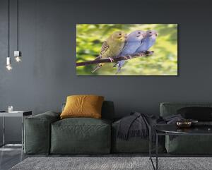 Obraz na szkle Kolorowe papugi na gałęzi