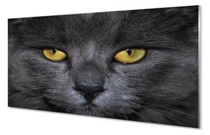 Obraz na szkle Czarny kot