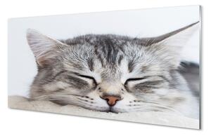 Obraz na szkle Śpiący kot