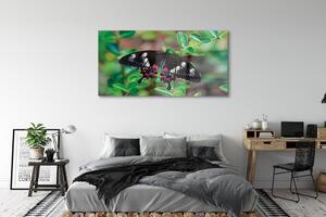 Obraz na szkle Liście kolorowy motyl
