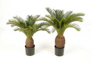 Cykas- palma sagowiec - 65cm