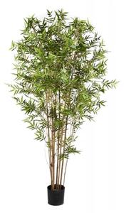 Bambus japoński