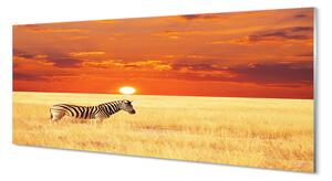 Obraz na szkle Zebra pole zachód słońca