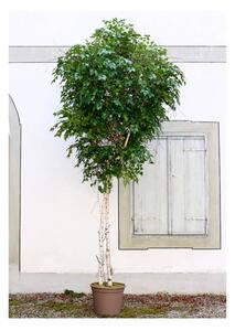Sztuczna Brzoza - Drzewo od 3 do 4,5 m