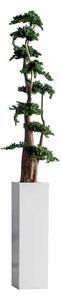 Jumbo Juniperus