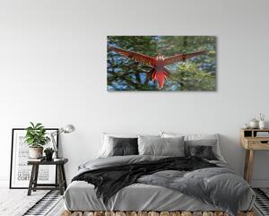 Obraz na szkle Papuga ara