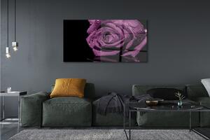 Obraz na szkle Fioletowa róża