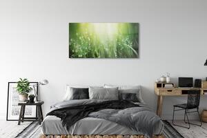 Obraz na szkle Krople trawa słońce