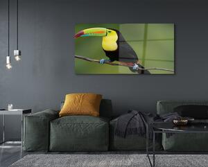 Obraz na szkle Kolorowa papuga na gałęzi