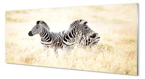 Obraz na szkle Zebry pole