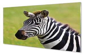 Obraz na szkle Zebra