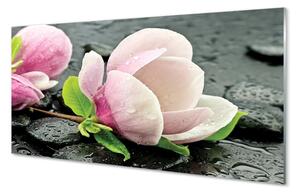 Obraz na szkle Magnolia kamienie