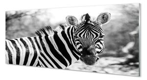 Obraz na szkle Retro zebra